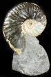 Displayable Hoploscaphites Ammonite - South Dakota #46876-1